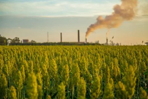Sorghum sunset Stock Photos