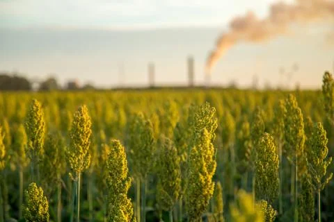 Sorghum sunset Stock Photos
