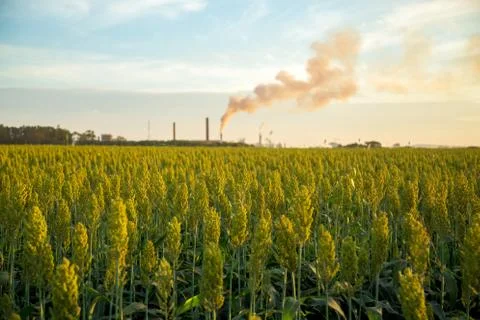 Sorghum sunset Stock Photos