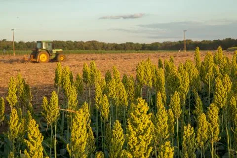Sorghum sunset Stock Photos