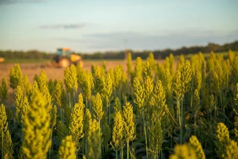 Sorghum sunset Stock Photos