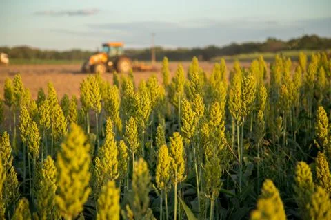 Sorghum sunset Stock Photos