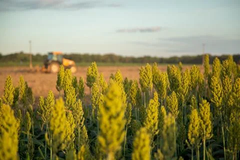 Sorghum sunset Stock Photos