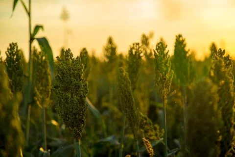 Sorghum sunset Stock Photos