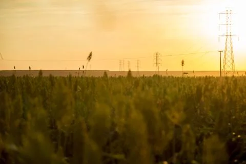 Sorghum sunset Foto stock
