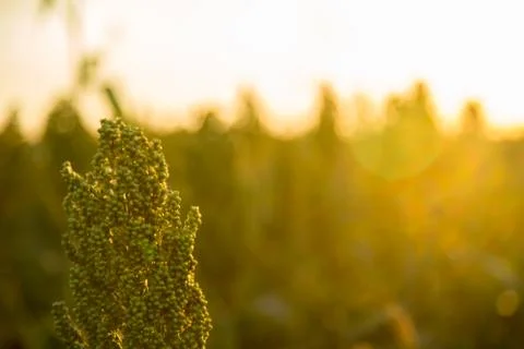Sorghum sunset Stock Photos