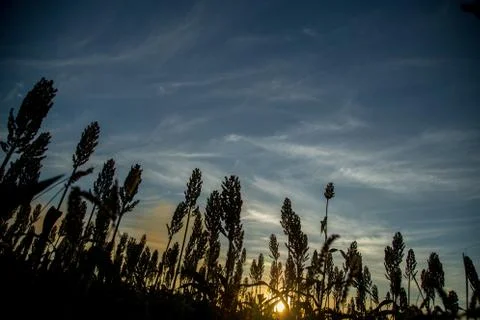 Sorghum sunset Stock Photos