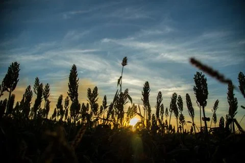 Sorghum sunset Stock Photos