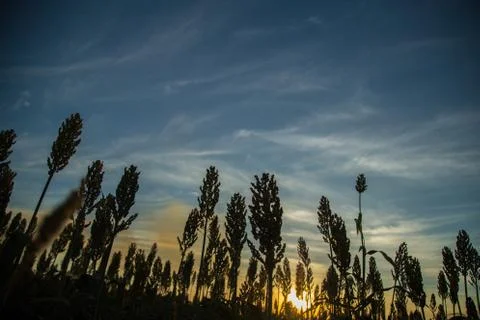 Sorghum sunset Stock Photos