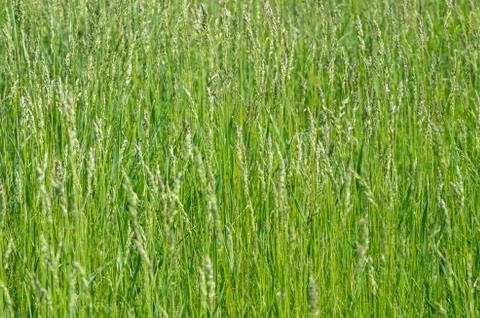 Sorghum weed Stock Photos