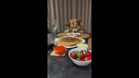 Сorgi devours pancake dinner in Jurmala, Latvia Stock Footage 276894112