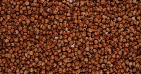 Sorgo seed (Sorghum Moench) Stock Footage 82604293