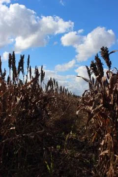 Sorgum field Stock Photos