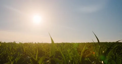 Сorn field in the middle of the day under the scorching sun Stock Footage 218865904