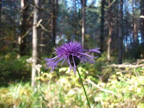 Сornflower in the forest. Stock Photos