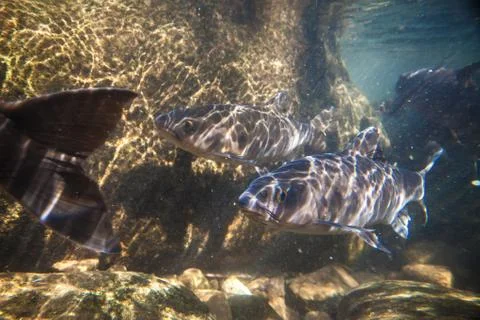Soro brook carp fish shoot under the waterfall on Namtokphlio National Park C Stock Photos