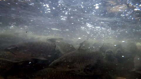Soro brook carp or science name Neolissochilus stracheyi shoot under the water Stock Footage 119647918