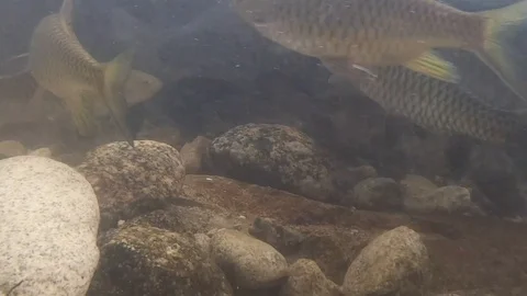 Soro brook carp or science name Neolissochilus stracheyi shoot under the water Stock Footage 120461765
