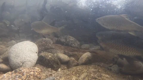 Soro brook carp shoot under the water Stock Footage 119650892