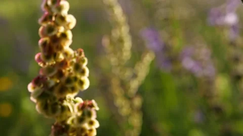 Sorrel Close-Up with Focus Pull – 4K 스톡 동영상 320162962