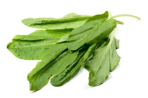 Sorrel close up Stock Photos