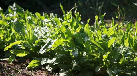 Sorrel Stock Footage 10946779