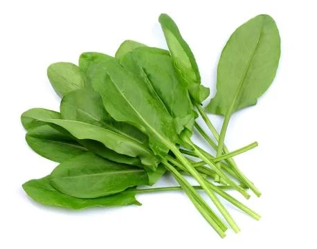Sorrel isolated Foto stock