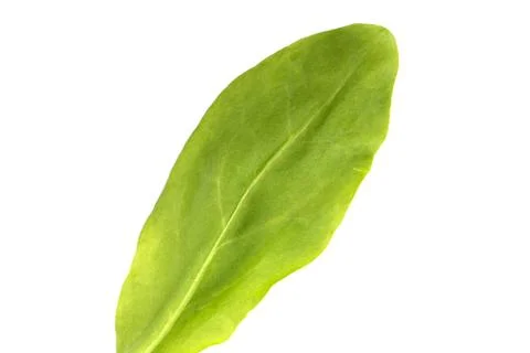 Sorrel leaf over white background. View from above. Foto stock