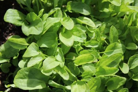 Sorrel leaves Stock Photos