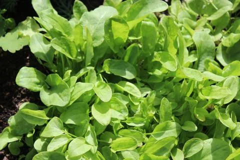 Sorrel leaves Stock Photos