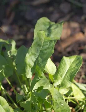 Sorrel. macro Stock Photos