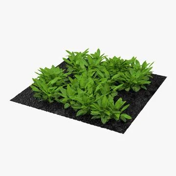 Sorrel Plants in the Garden 3D Model