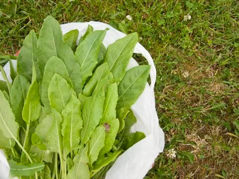 Sorrel in a plastic bag Фото