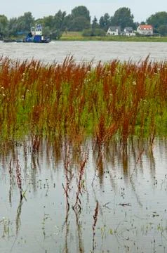 Sorrel, Rumex Фото