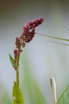Sorrel, Rumex Фото