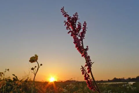 Sorrel in sunset Stock Photos