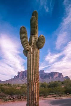 Sorrow Cactus Stock Photos