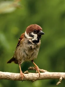 Sorry looking Tree Sparrow Stock Photos