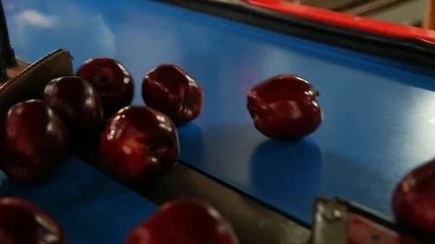 Sort line for calibration of apples. The work of the sorting line. Red Apples Vidéo 109197797