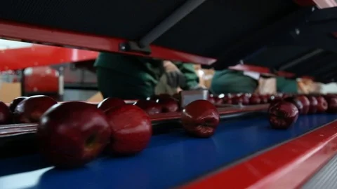 Sort line for calibration of apples. The work of the sorting line. Red Apples Vidéo 109197870
