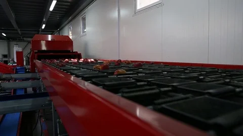 Sort line for calibration of apples. The work of the sorting line. Red Apples Vidéo 109198153