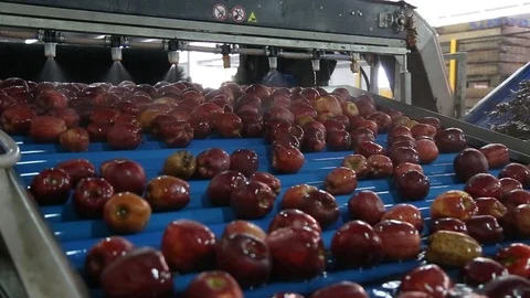 Sort line for calibration of apples. The work of the sorting line. Red Apples Vidéo 109198171