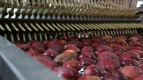 Sort line for calibration of apples. The work of the sorting line. Red Apples Vidéo 109198192