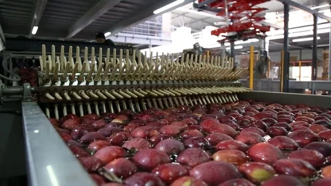 Sort line for calibration of apples. The work of the sorting line. Red Apples Vidéo 109198223