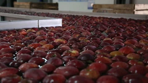 Sort line for calibration of apples. The work of the sorting line. Red Apples Vidéo 109198263