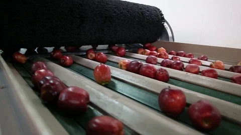 Sort line for calibration of apples. The work of the sorting line. Red Apples Vidéo 109198298