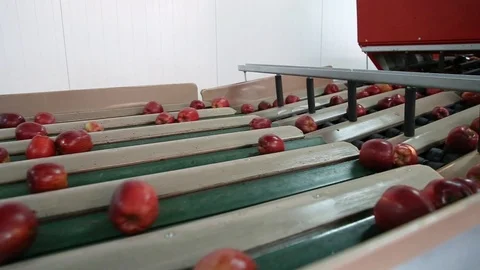 Sort line for calibration of apples. The work of the sorting line. Red Apples Vidéo 109198314
