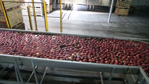 Sort line for calibration of apples. The work of the sorting line. Red Apples Vidéo 109198331