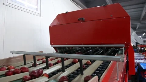 Sort line for calibration of apples. The work of the sorting line. Red Apples Vidéo 109198380