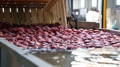 Sort line for calibration of apples. The work of the sorting line. Red Apples Vidéo 109198408